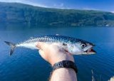 Makrellfiske i Hafrsfjord