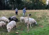 2026 Aversjon sau/hund - 16-06-2026