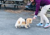 Hverdagslydighet hund - 01-05-2025