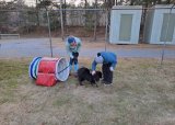 Barn og hund - 01-05-2025