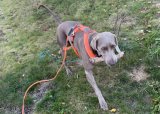 Sporhundgruppa 2023 - 29-05-2023