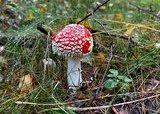 Soppkurs for alle 31.08.25