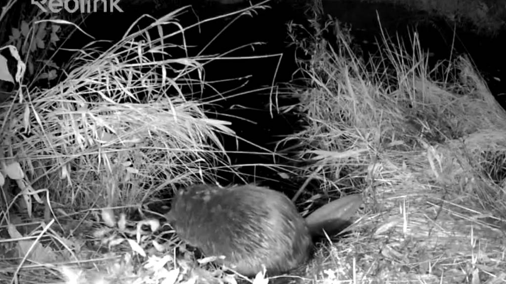 Introduksjon Bever Jakt for Ungdom mellom 18-26 27.10.2026