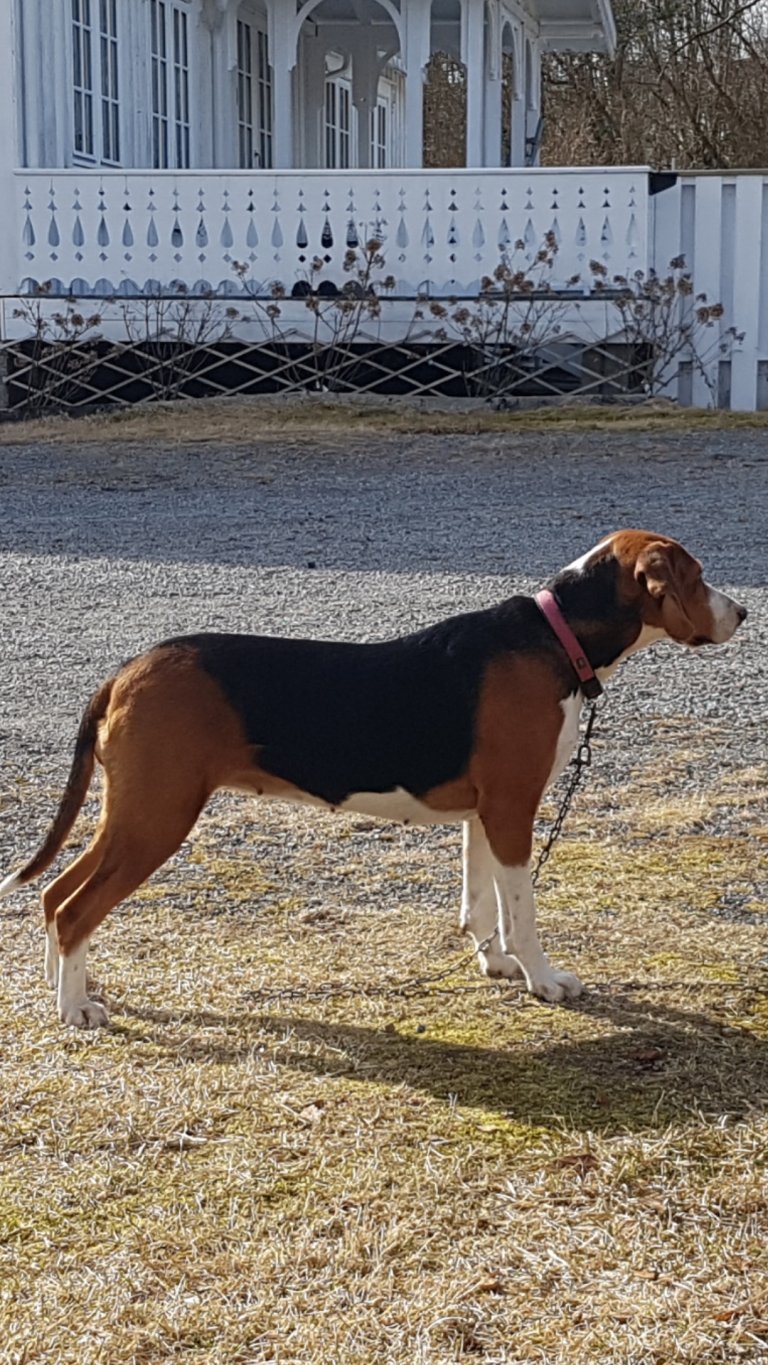 Prøvens vinner og beste hund i Andebu JFF - TL Lilja til Tom Halvorsen og Odd Brathaug.jpg