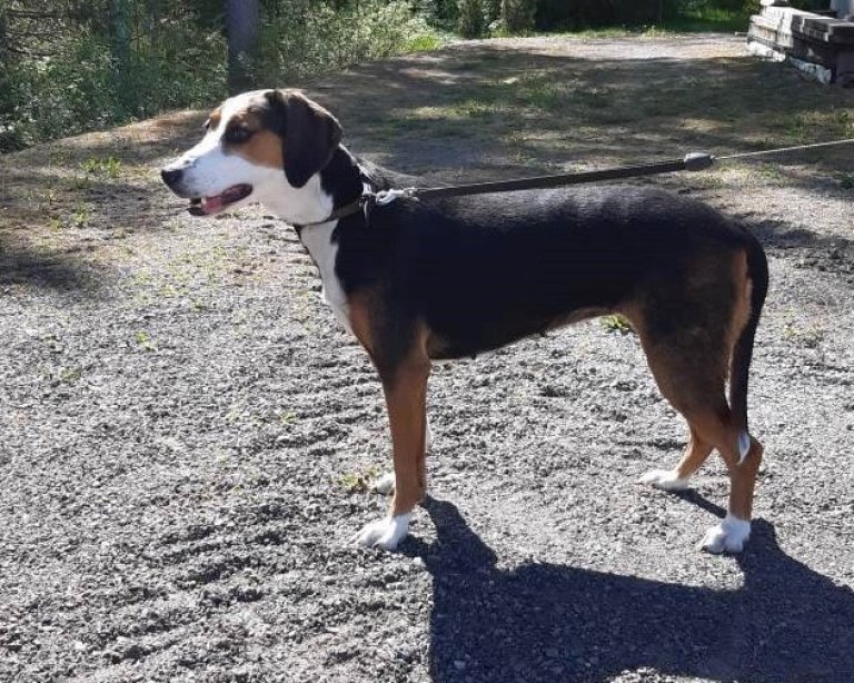 Beste hund i SJFF og nest beste hund under prøven - Bloksbergs Thea til Svein Klausen.jpg