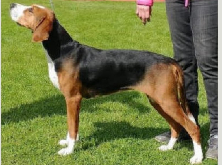 Nr 2 i AJFF - Hamilton støver Rea til Øyvind Herland.jpg