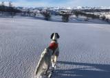 Trening i vinterfjellet for stående fuglehund