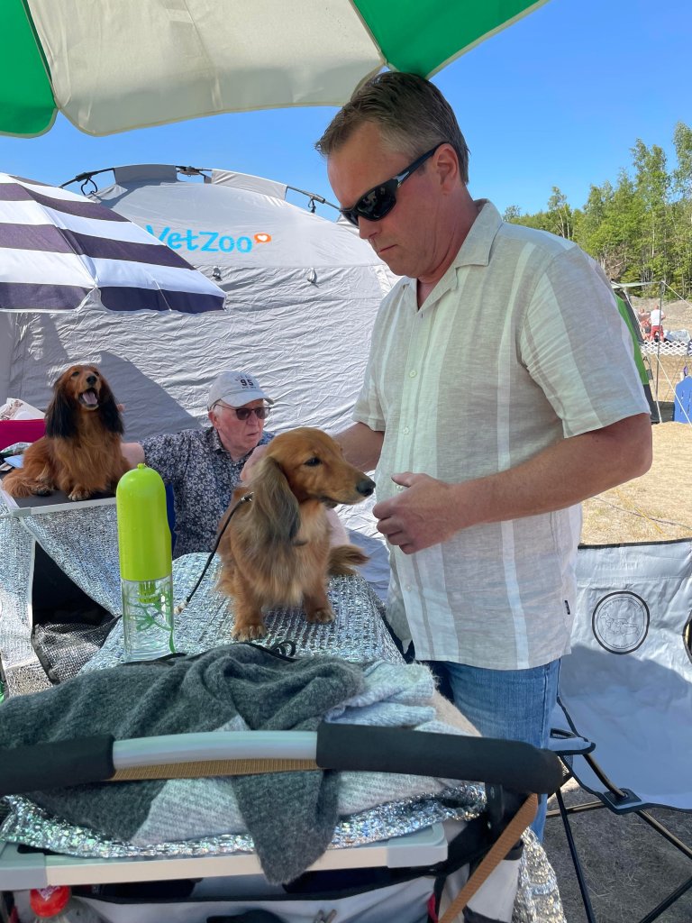 Enda en super hund fra Bente. Vita av Ratoppen fikk exc, 1 ck reserve cert