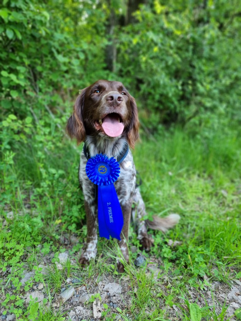 Knerten til Kirsti Danielsen dro til med en flott 2. AK blodspor på sitt første blodspor i går.