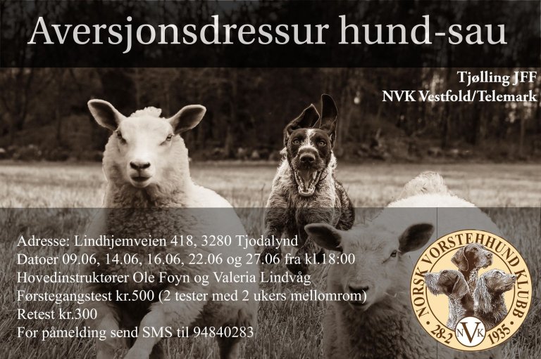 Aversjonsdressur hund-sau