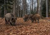 Villsvinjakt for kvinner med overnatting i Sverige 23.-26- oktober 2025