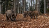 Boars are standing in the autumn forest, in Bayerischer Wald National Park, Germany