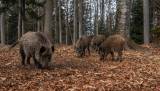 Boars are standing in the autumn forest, in Bayerischer Wald National Park, Germany