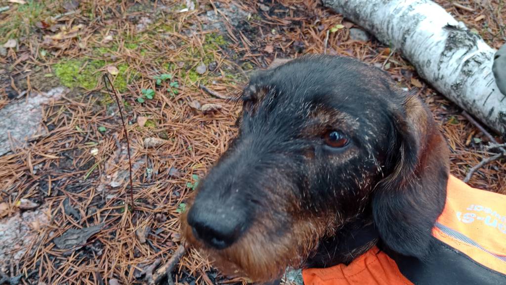 Rådyrjakt med hund for AJFF Ung