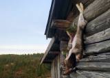 Harejakt for kvinner (dato ikke bekreftet)
