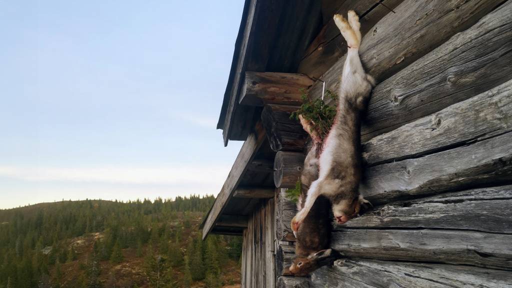 Harejakt for kvinner 15. november