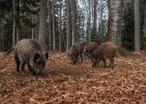 Villsvinjakt for kvinner med overnatting i Sverige 23.-26- oktober 2025
