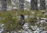 Jaktstart fuglejakt Elverum uke 38 (man-fre)