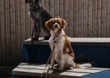 Hundens dag 25-05-2025