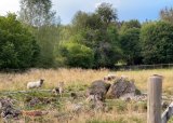 Aversjonsdressur 2025 - 17-06-2025
