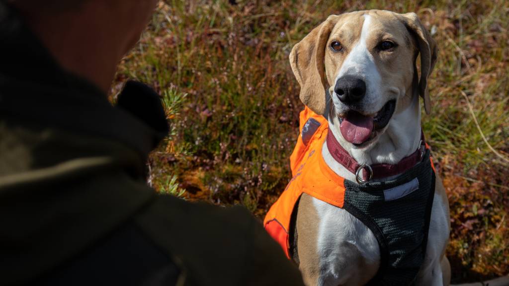Introjakt på hare med drivende hund
