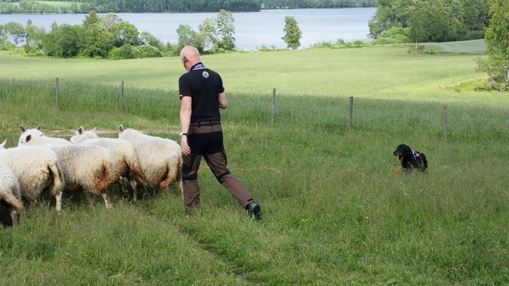 Aversjon 2024
Sauene er på plass og vi er i gang!!