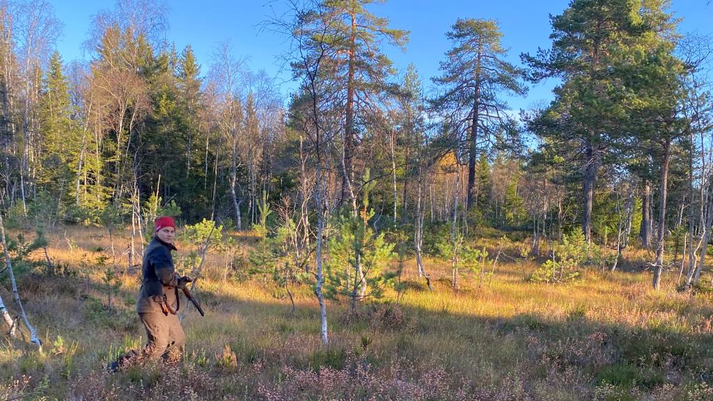 Introjakt Skogsfugl