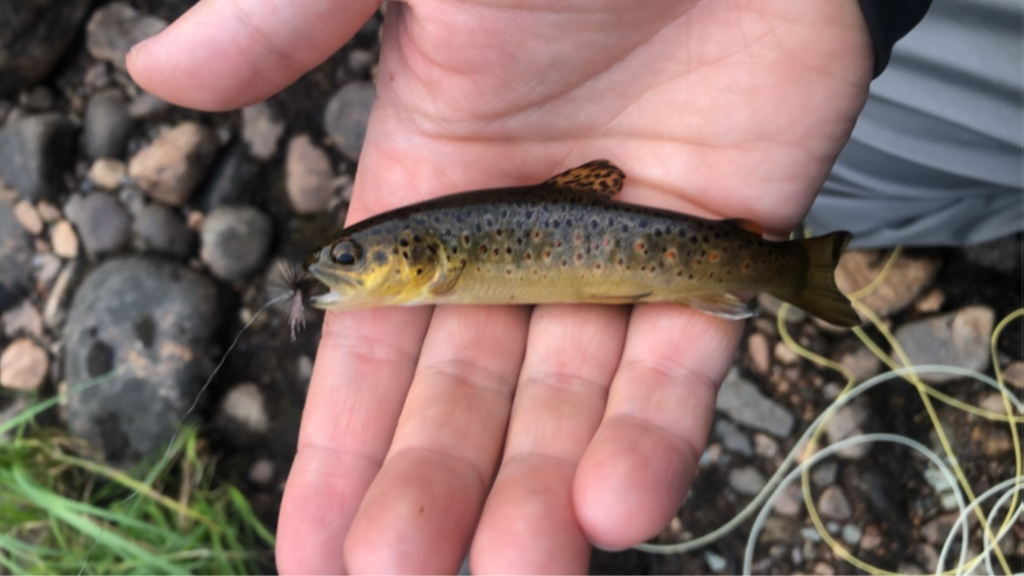 Hvorfor biter fisken, og hva spiser den?