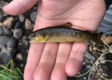 Hvorfor biter fisken, og hva spiser den?