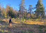 Introjakt Skogsfugl