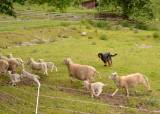 Aversjon hund/sau 2025 - 25-09-2025