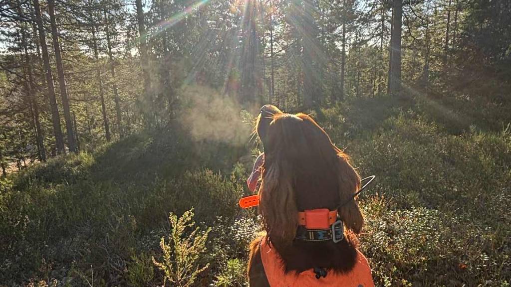 Fullt - Introjakt på skogsfugl