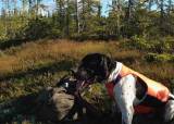 Introjakt på skogsfugl