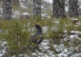 3 dagers fuglejakt Elverum helg uke 48