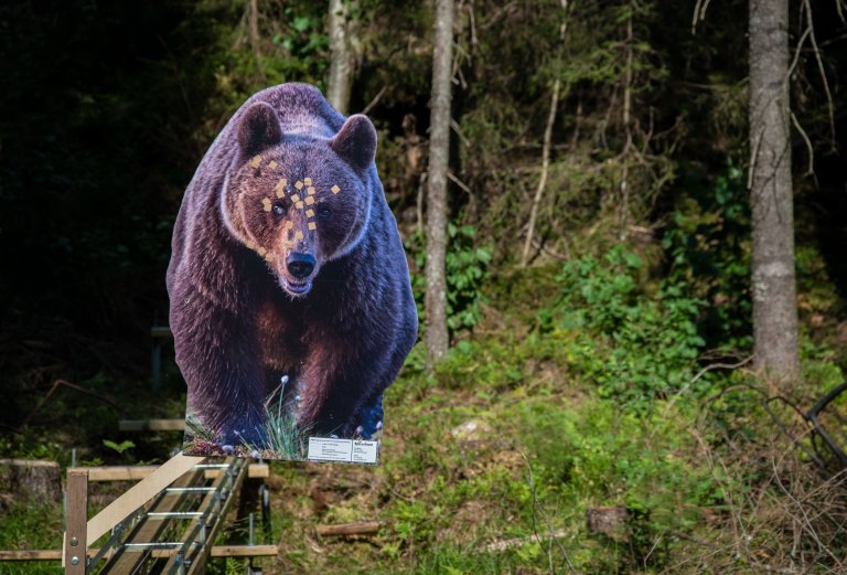 Motgående-bjørn.jpg