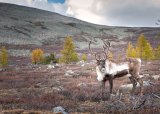 Villreinjakt på Hardangervidda 2025