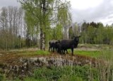 Aversjondressur sommer 2025 - 16-06-2025