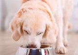 Medlemsmøte: Foring av hund for optimal opptrening, prestasjon og restitusjon