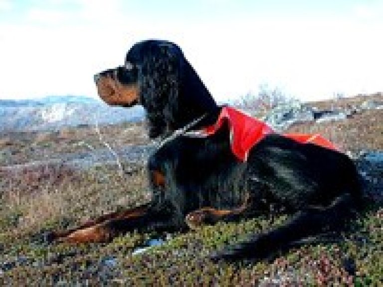 Ski jff hund Gordon setter.jpg