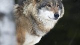 Høyesterett har felt dom og har frikjent staten for fellingen av en ulveflokk innenfor ulvesonen.