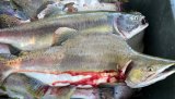 Regjeringen frafaller sitt forslag om et særlig bekjempelsesfiske etter pukkellaks i sjøen i Finnmark. Hovedinnsatsen skal gjøres i elvene