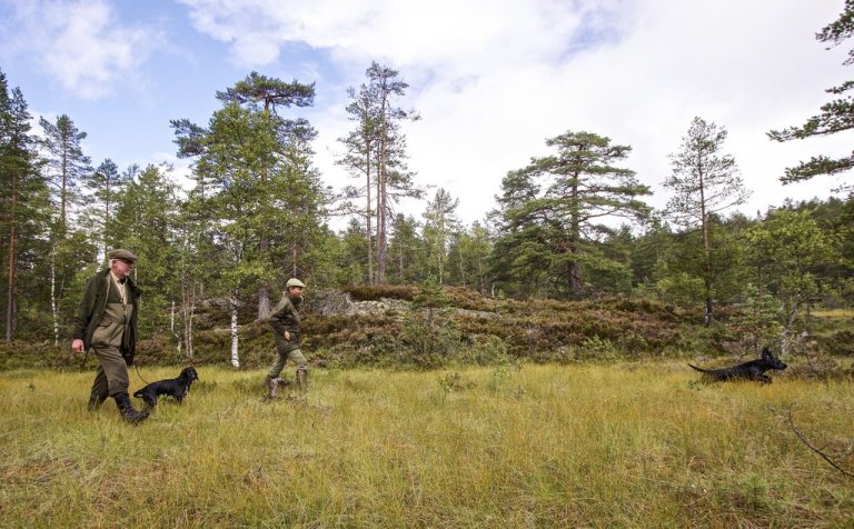 Skogsfugljakt over myra.jpg