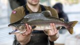 Kampen mot pukkellaksen er i rute. Fellene som er satt opp virker stort sett som planlagt, og så langt klarer man å holde elvene ovenfor fellene fri for den uønskede fisken.