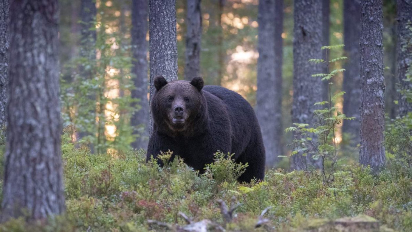 Bj rn I Jakt Og Fiskepodden NJFF bj-rn-i-jakt-og-fiskepodden-njff