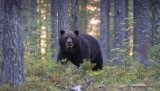 Hva gjør du i møte med bjørn? Spill død? Gjør deg stor? Kast fra deg noe? Svaret får du i Jakt- og fiskepodden.