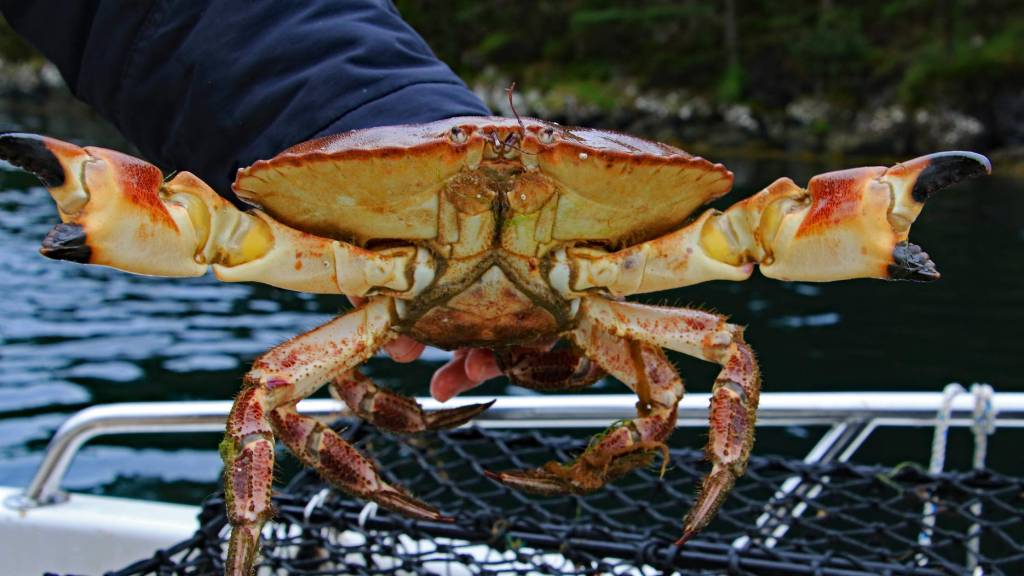 Vil du være med i kampen mot spøkelsesfiske og marin forsøpling? Da bør du ta nettkurset «Skitt fiske»!