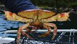 Vil du være med i kampen mot spøkelsesfiske og marin forsøpling? Da bør du ta nettkurset «Skitt fiske»!
