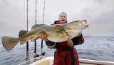 En ny undersøkelse viser at fritidsfisket står for en betydelig andel av kvotene for kysttorsk. Hva betyr det for vårt fiske?