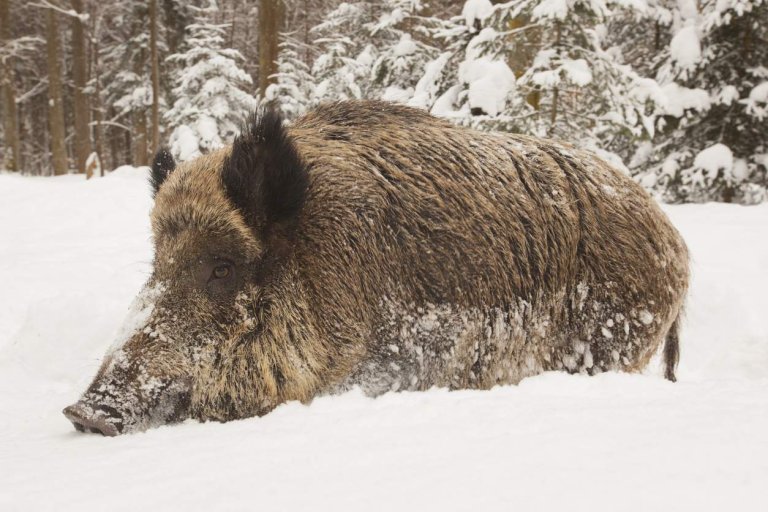 bilde av Villsvin i snø