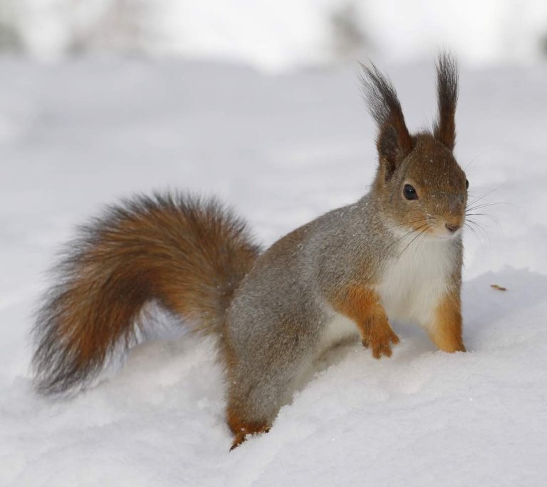 bilde av Ekorn i snø